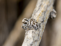 Pseudomogrus dalaensis