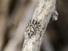 Pseudomogrus dalaensis