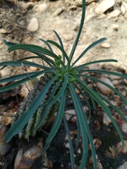 Euphorbia clava