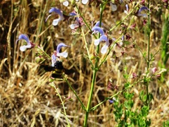 Salvia chamelaeagnea