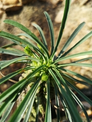 Euphorbia clava