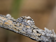 Pseudomogrus dalaensis