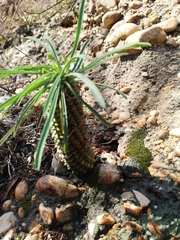 Euphorbia clava