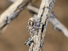 Pseudomogrus dalaensis