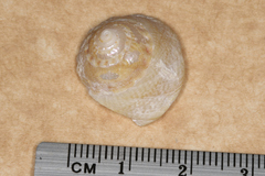 Bellastraea squamifera