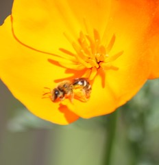 Halictus farinosus