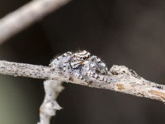 Pseudomogrus dalaensis