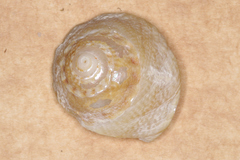 Bellastraea squamifera