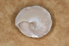 Bellastraea squamifera