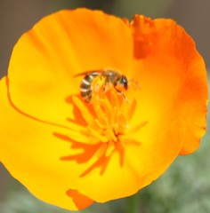 Halictus farinosus