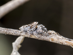 Pseudomogrus dalaensis