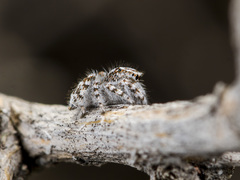 Pseudomogrus dalaensis