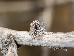 Pseudomogrus dalaensis