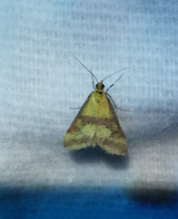 Pyrausta sanguinalis