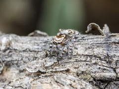 Pseudomogrus dalaensis