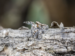 Pseudomogrus dalaensis