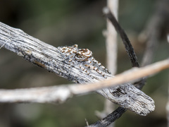 Pseudomogrus dalaensis