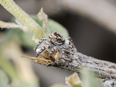 Pseudomogrus dalaensis