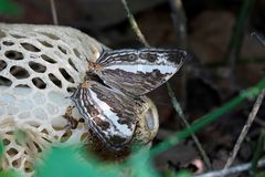 Cyrestis cocles cocles