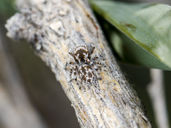 Pseudomogrus dalaensis