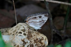 Cyrestis cocles cocles