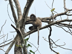 Trachypithecus phayrei