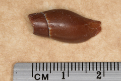 Mitridae