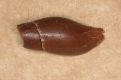 Mitridae