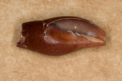 Mitridae