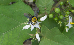 Xylocopa ocularis