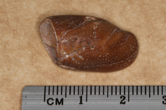 Isara carbonaria