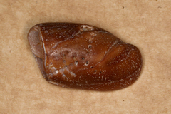 Isara carbonaria
