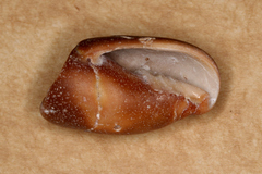 Isara carbonaria