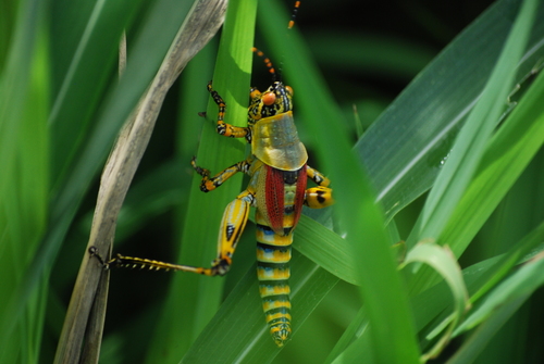 Elegant grasshopper