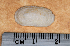 Tugali parmophoidea