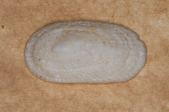Tugali parmophoidea image