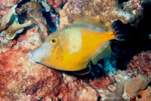 Whitespotted Filefish
