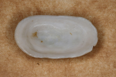 Tugali parmophoidea