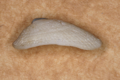 Tugali parmophoidea