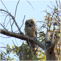 Bubo virginianus