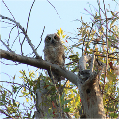 Bubo virginianus