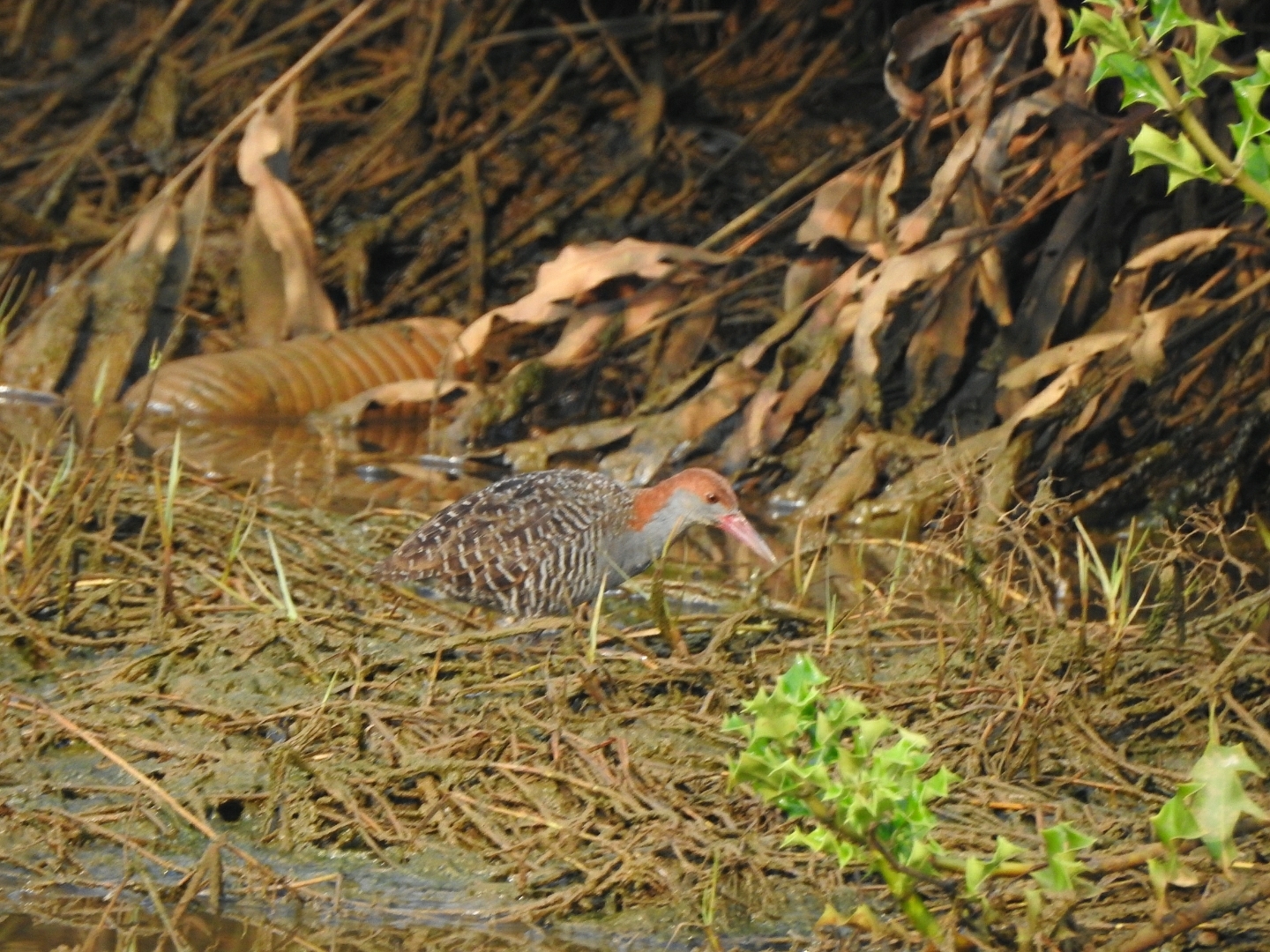 Slaty-breasted Rail