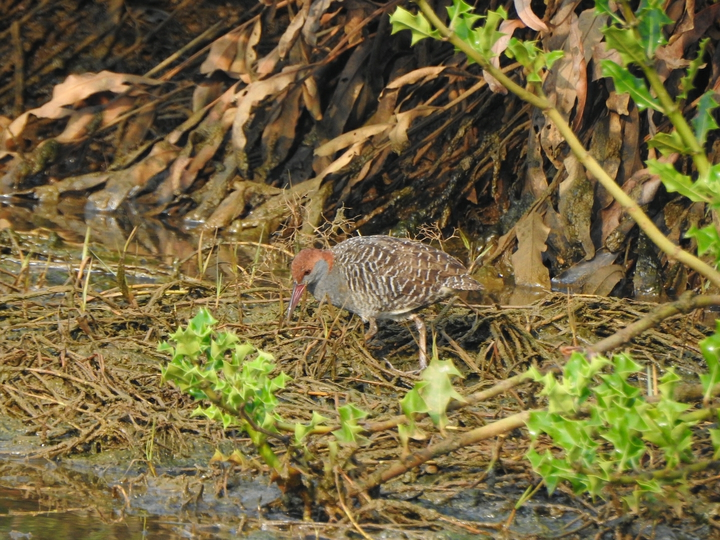 Slaty-breasted Rail