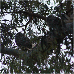 Bubo virginianus
