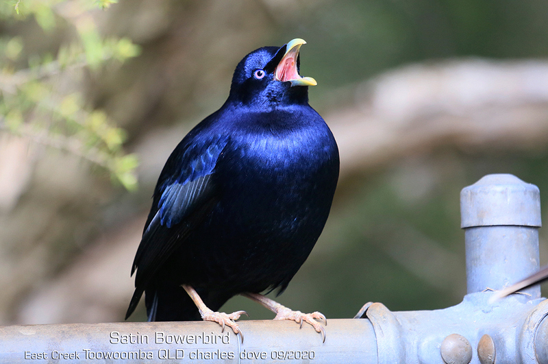 Satin Bowerbird