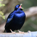 Satin Bowerbird - Photo (c) crazybirdman, some rights reserved (CC BY-NC)