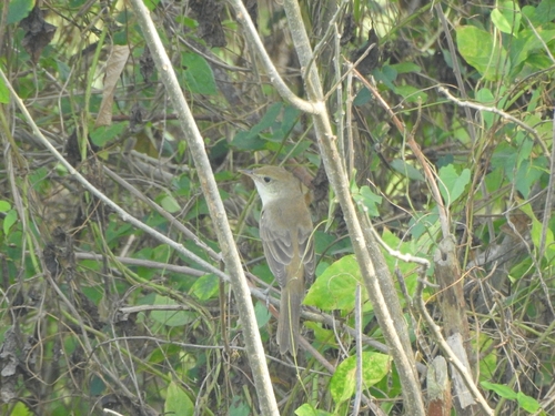 Thick-billed Warbler (Arundinax aedon), photo 10