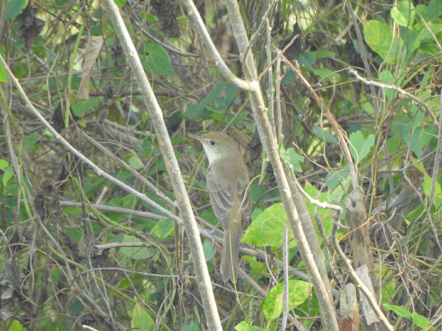 Thick-billed Warbler