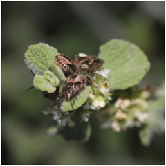 Agonoscelis puberula