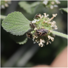 Agonoscelis puberula